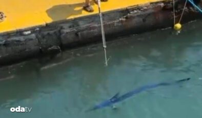 Balık Vurulması Olayına İlişkin Bakanlık Açıklaması: Su Altında Yaşanan Kaçış ve Yetkili İşlemler