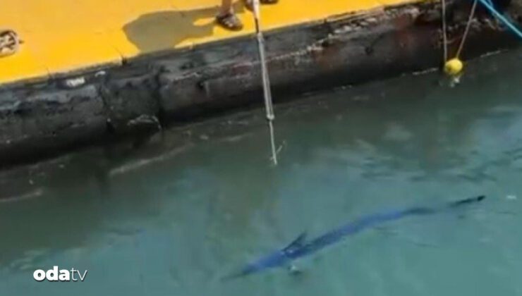 Balık Vurulması Olayına İlişkin Bakanlık Açıklaması: Su Altında Yaşanan Kaçış ve Yetkili İşlemler