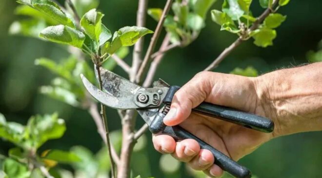 Eylül Budama Rehberi: Bitkilerin Sağlıklı Kalması İçin Gerekli Adımlar