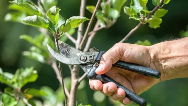Eylül Budama Rehberi: Bitkilerin Sağlıklı Kalması İçin Gerekli Adımlar