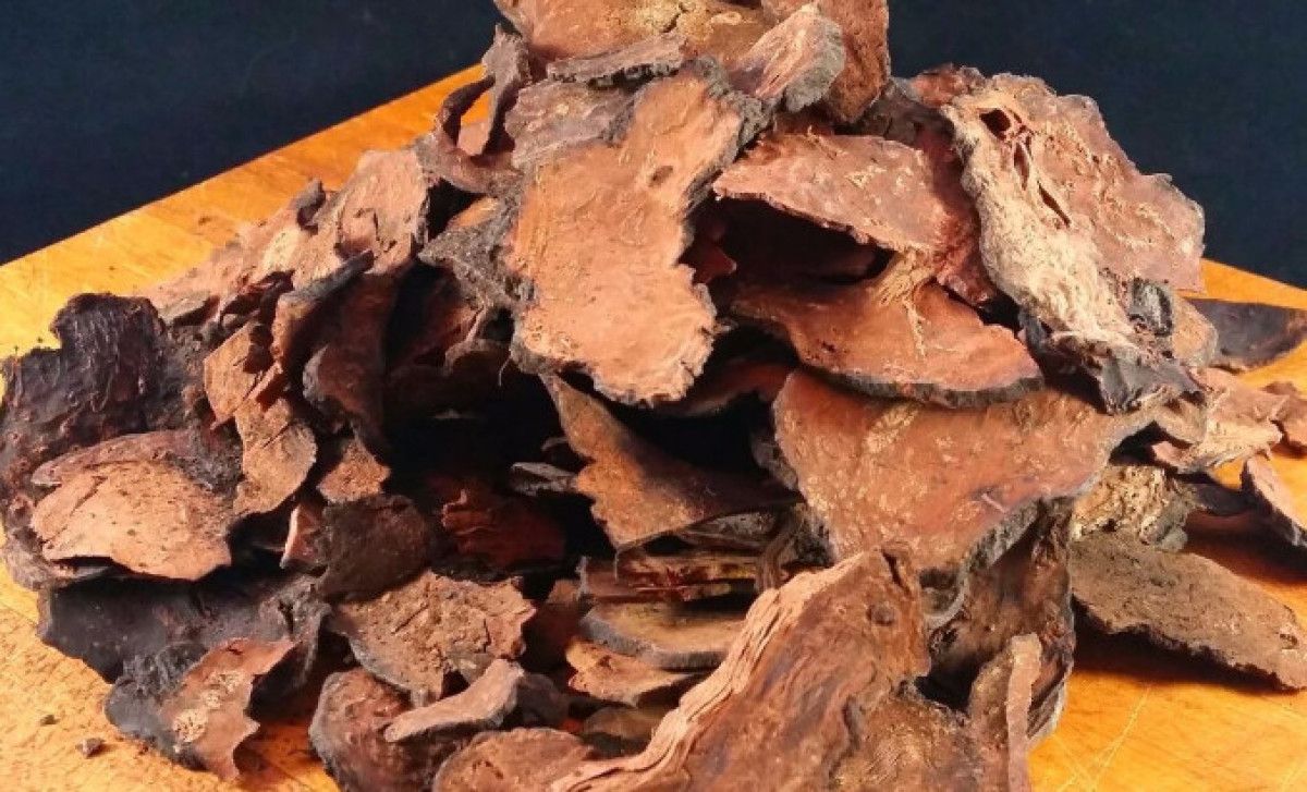 Fo-Ti (Polygonum multiflorum): Geleneksel Kullanım ve Bilimsel Perspektif