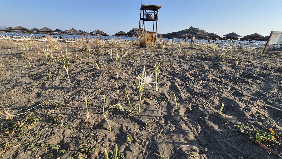 Sarıgerme Sahillerinde Kum Zambakları: Doğal Ziyafet ve Koruma Uyarıları