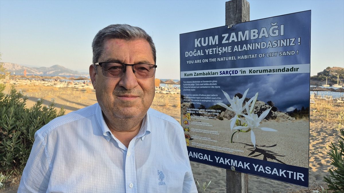 Sarıgerme Sahillerinde Kum Zambakları: Doğal Ziyafet ve Koruma Uyarıları